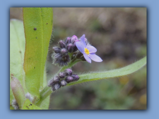 Forget-me-nots. Moorsley - Rainton Bridge bridleway. 25th April 2025 2.jpg